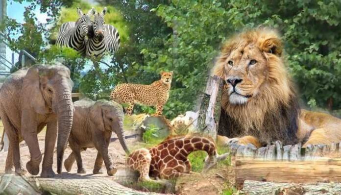 Zoo at Bareilly